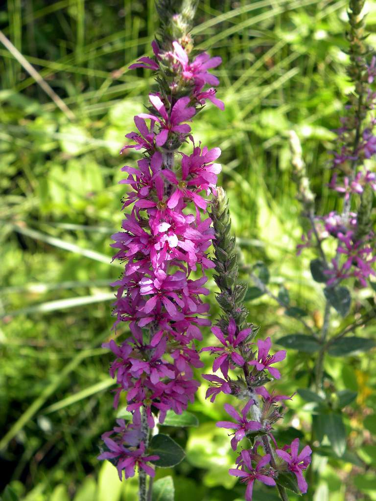 Lythrum salicaria